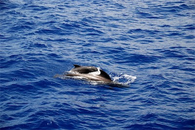 dsc_5279.jpg