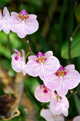 dsc_4938.jpg