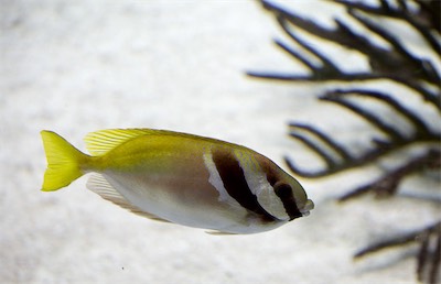 Hansi Geb
