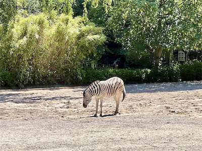 IMG_8657.jpg