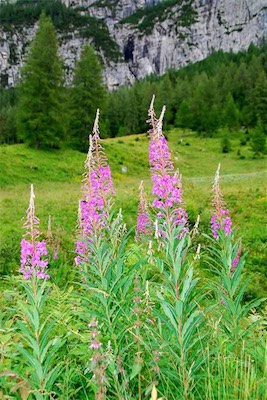 dsc_8169.jpg
