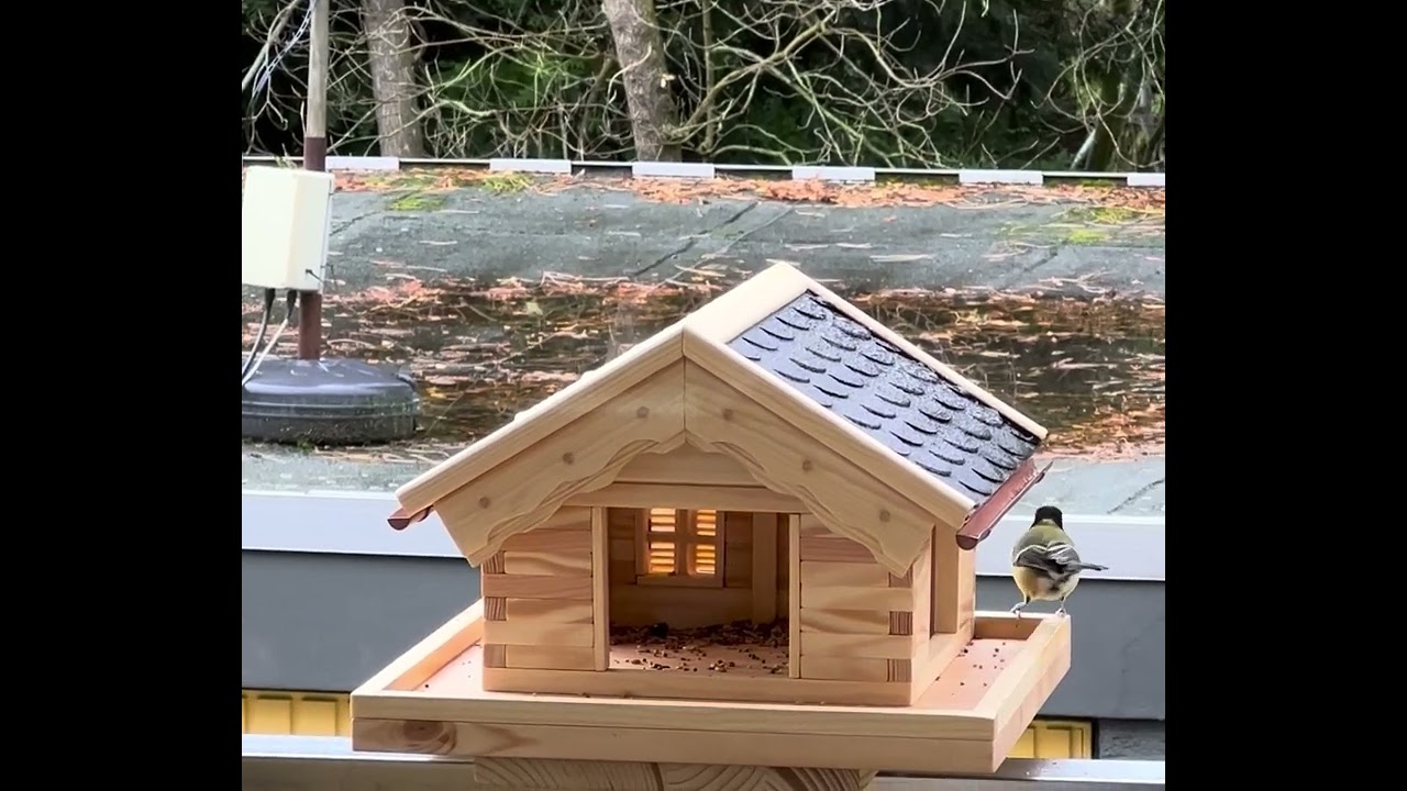 Vögel im neuen Vogelhäuschen