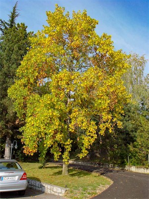 DSC01449.jpg