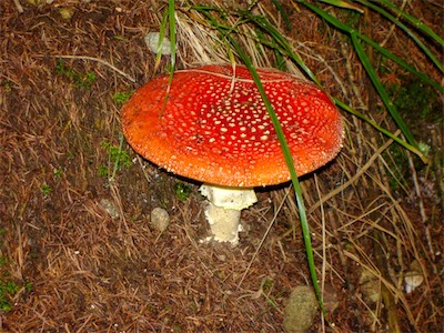 DSC00778.jpg