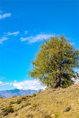 DSC_1975.jpg