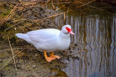 DSC_3426.jpg