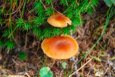 DSC_4022.jpg