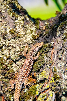 DSC_4290.jpg