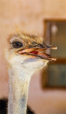 DSC_3631.jpg