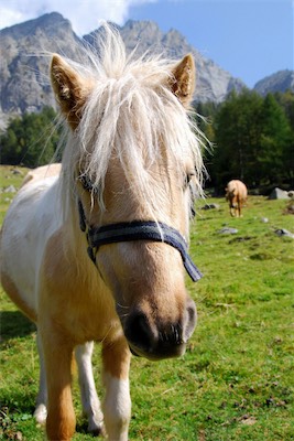 dsc_6110.jpg