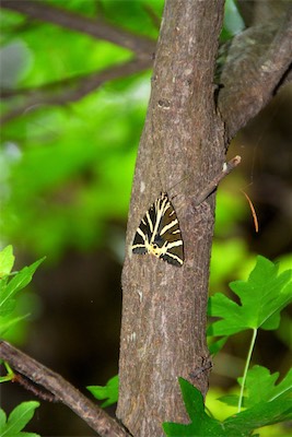 dsc_6801.jpg