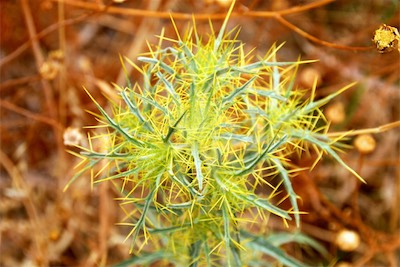 dsc_6921.jpg