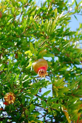 dsc_7228.jpg
