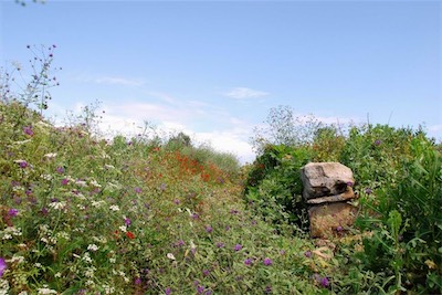 dsc_8013.jpg