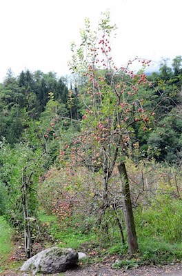 Hansi Geb                           