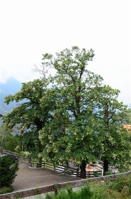 Hansi Geb                           