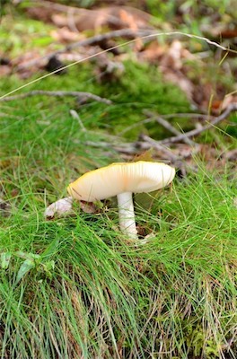 Hansi Geb                           
