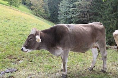 Hansi Geb