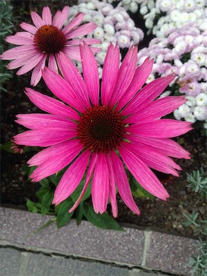 IMG_0772.jpg