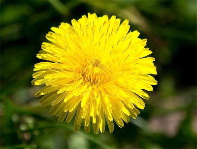 Hansi Geb