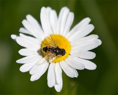 Hansi Geb