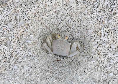 Hansi Geb