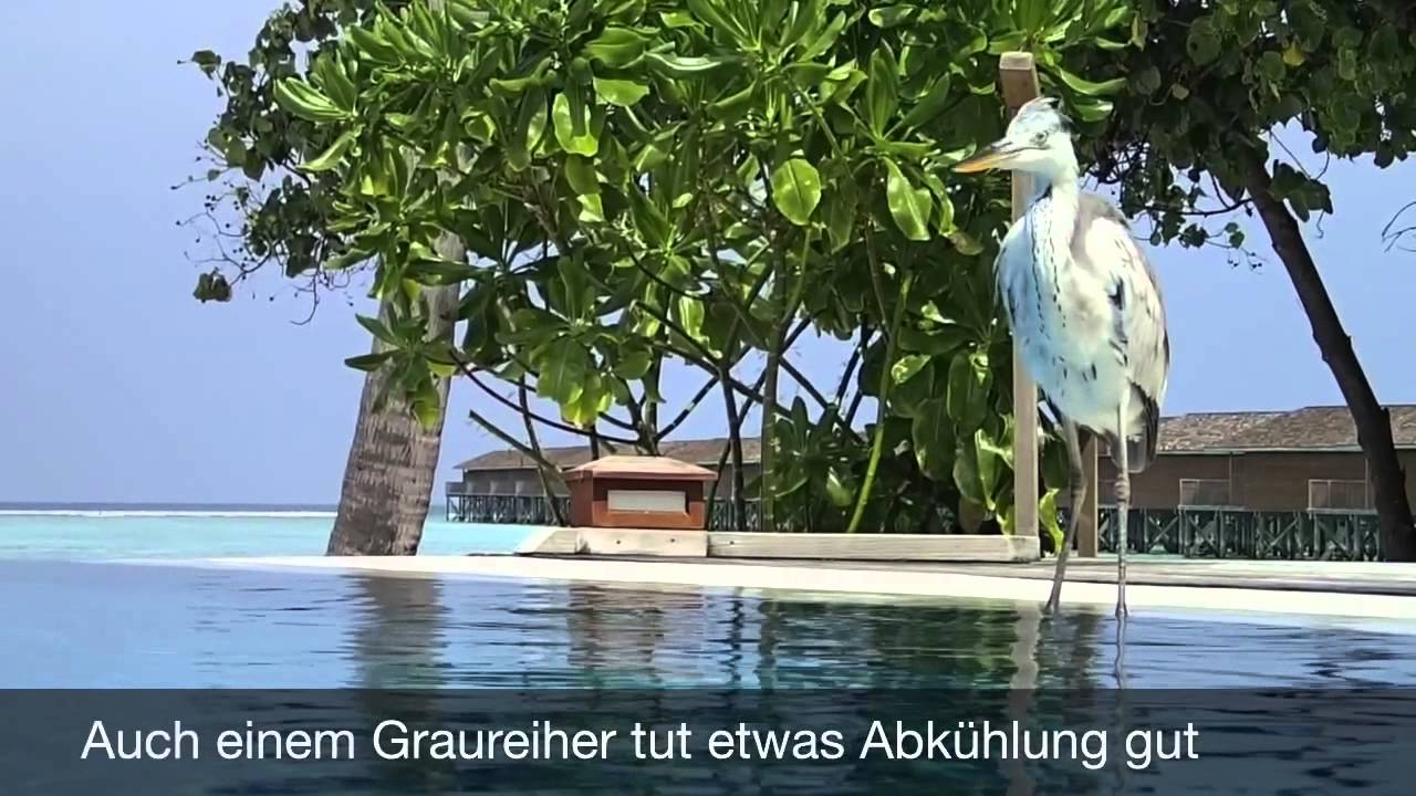 Unser täglicher Besucher