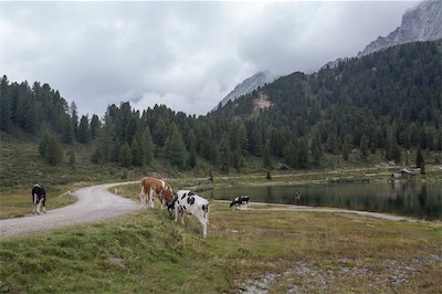 Hansi Geb