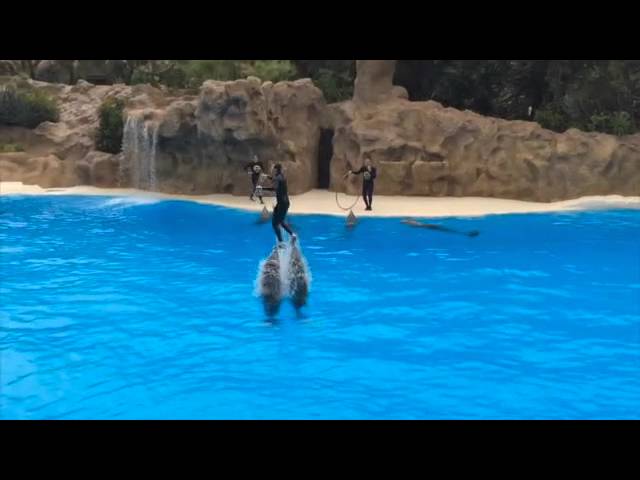 Delfin Show