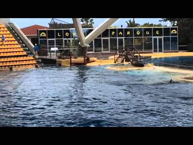 Orca Show