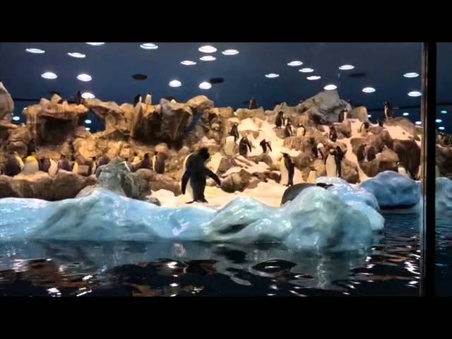 Pinguin Haus