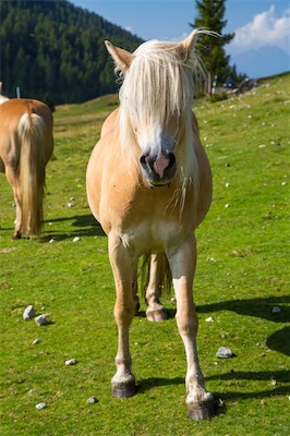 Hansi Geb