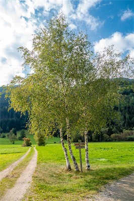 Hans-Joachim Geb