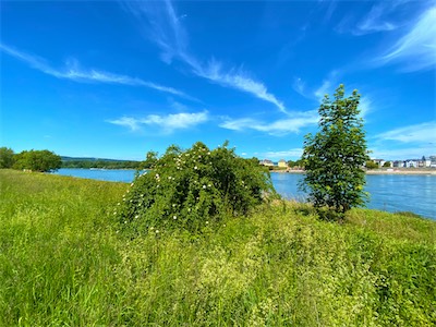IMG_0250.jpg