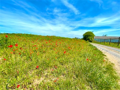 IMG_0297.jpg