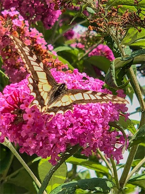 IMG_9870.jpg
