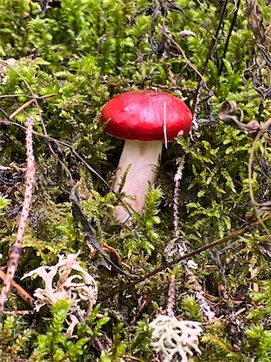 IMG_3161.jpg