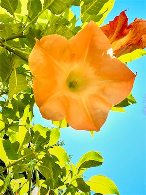 IMG_5005.jpg