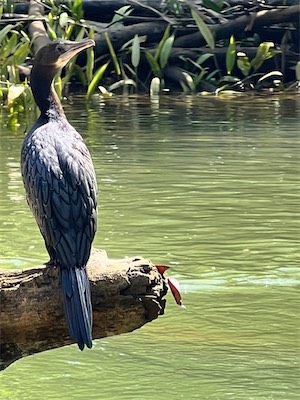 IMG_7236.jpg