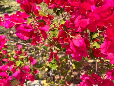 IMG_8012.jpg