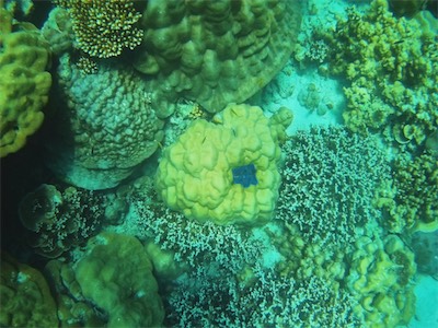NOVATEK CAMERA