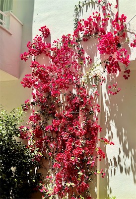 IMG_1169.jpg