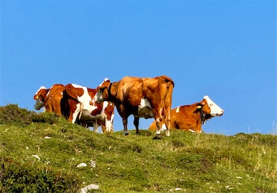 IMG_2180.jpg