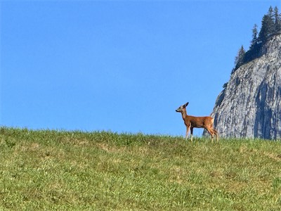 IMG_2383.jpg